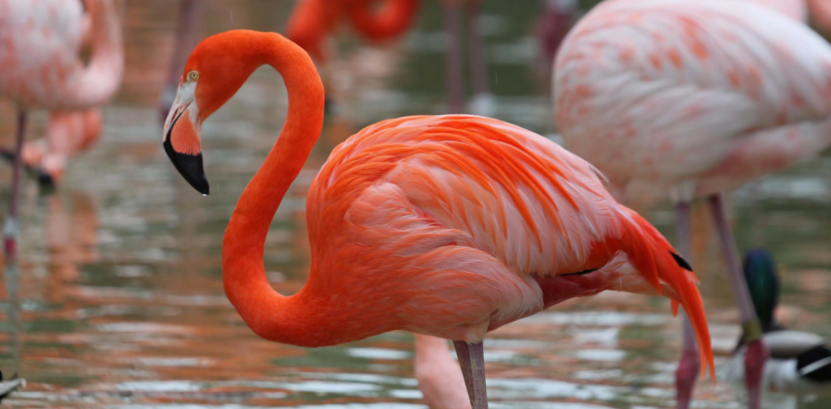 Rose Flamingo Wine  玫瑰火烈鸟酒包装2.png